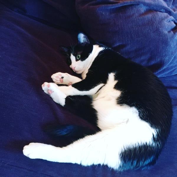 /Images/uploads/Humane Society of Utah/HSUCalendar/entries/3921thumb.jpg